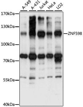 Western blot analysis of extracts of various cell lines, using ZNF598 antibody (TA383589) at 1:1000 dilution. - Secondary antibody: HRP Goat Anti-Rabbit IgG (H+L) at 1:10000 dilution. - Lysates/proteins: 25ug per lane. - Blocking buffer: 3% nonfat dry milk in TBST. - Detection: ECL Basic Kit . - Exposure time: 15S.
