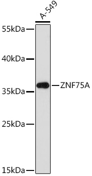 Western blot analysis of extracts of A-549 cells, using ZNF75A Rabbit pAb (TA383606) at 1:1000 dilution. - Secondary antibody: HRP Goat Anti-Rabbit IgG (H+L) at 1:10000 dilution. - Lysates/proteins: 25ug per lane. - Blocking buffer: 3% nonfat dry milk in TBST. - Detection: ECL Enhanced Kit . - Exposure time: 300s.