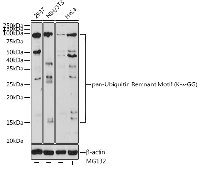 Jurkat nuclear cell extracts (lane 1) and NIH3T3 nuclear extracts were resolved by electrophoresis, transferred to nitrocell ulose, and probed with anti-AND-1 antibody (clone 20G10). Proteins were visualized using a goat anti-mouse-IgG secondary conj ugated to HRP and chemiluminescence detection.