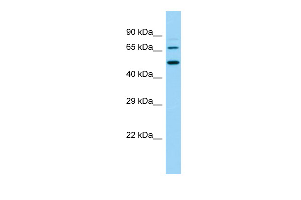 Host: Rabbit Target Name: Slc9a8 Sample Type: Rat Small Intestine lysates Antibody Dilution: 1.0ug/ml