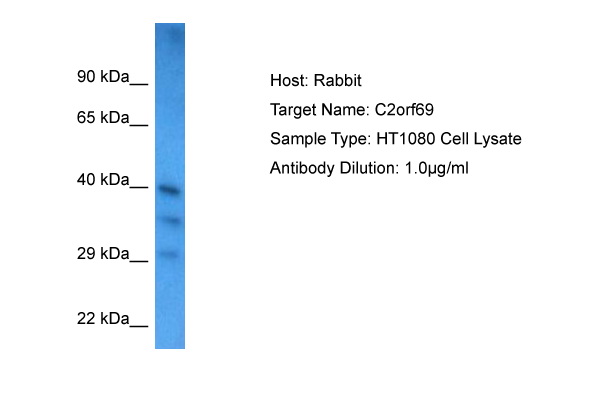 Host: Rabbit Target Name: C2ORF69 Sample Tissue: HT1080 Whole Cell lysates Antibody Dilution: 1ug/ml