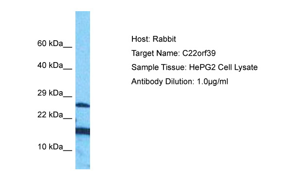 Host: Rabbit Target Name: C22orf39 Sample Type: HePG2 Whole Cell Antibody Dilution: 1.0ug/ml
