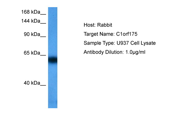 Host: Rabbit Target Name: C1ORF175 Sample Tissue: U937 Whole Cell lysates Antibody Dilution: 1ug/ml