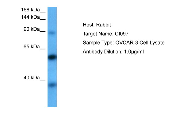 Host: Rabbit Target Name: CI097 Sample Tissue: OVCAR-3 Whole Cell lysates Antibody Dilution: 1ug/ml