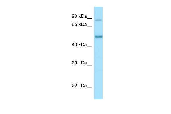 Host: Rabbit Target Name: Clk4 Antibody Dilution: 0.25ug/ml Sample Type: Mouse Pancreas