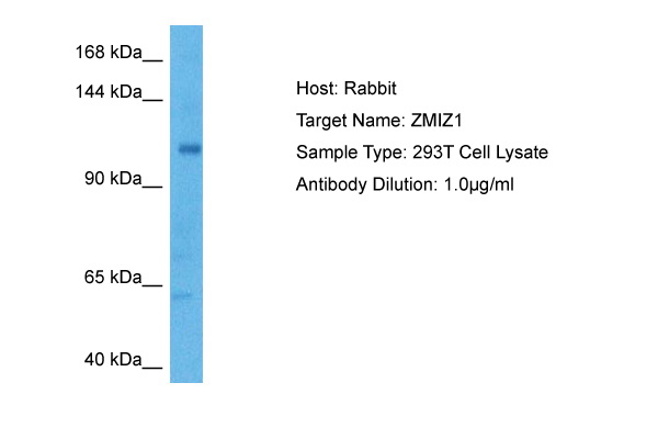 Host: Rabbit Target Name: ZMIZ1 Sample Tissue: Human 293T Whole Cell lysates Antibody Dilution: 2ug/ml