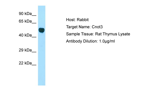 Host: Rabbit Target Name: Cnot3 Sample Type: Rat Thymus lysates Antibody Dilution: 1.0ug/ml