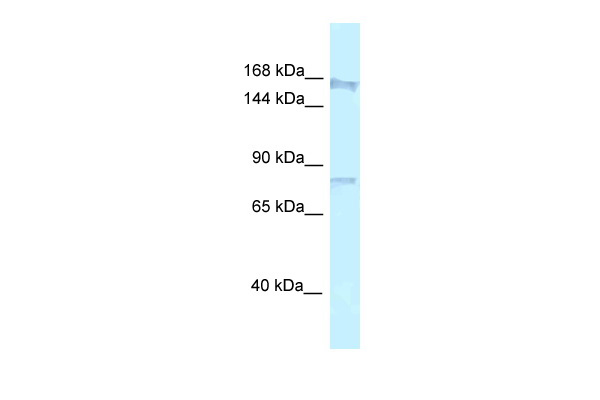 Western blot analysis of extracts of 293T cells, using SARS-CoV-2 Spike ECD antibody (TA381937) at 1:5000 dilution.|Secondary antibody: HRP Goat Anti-Rabbit IgG (H+L) at 1:10000 dilution.|Lysates/proteins: 25ug per lane.|Blocking buffer: 3% nonfat dry milk in TBST.|Detection: ECL Basic Kit .|Exposure time: 1s.