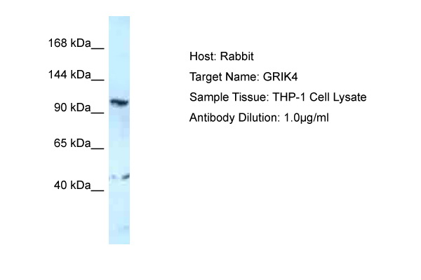 Host: Rabbit Target Name: GRIK4 Sample Type: THP-1 Whole Cell lysates Antibody Dilution: 1.0ug/ml