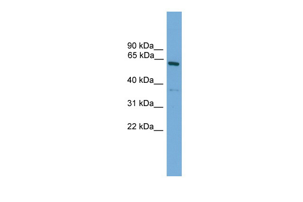 WB Suggested Anti-Nr2c1 Antibody Titration: 0.2-1 ug/ml ELISA Titer: 1:62500 Positive Control: Mouse Lung