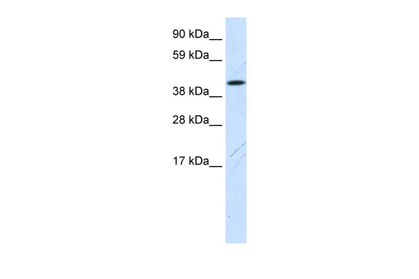 WB Suggested Anti-Fam172a Antibody Titration: 0.2-1 ug/ml ELISA Titer: 1:312500 Positive Control: NIH/3T3 cell lysate