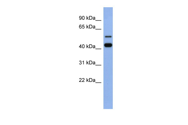 WB Suggested Anti-ZNF547 Antibody Titration: 0.2-1 ug/ml ELISA Titer: 1:312500 Positive Control: Human Spleen