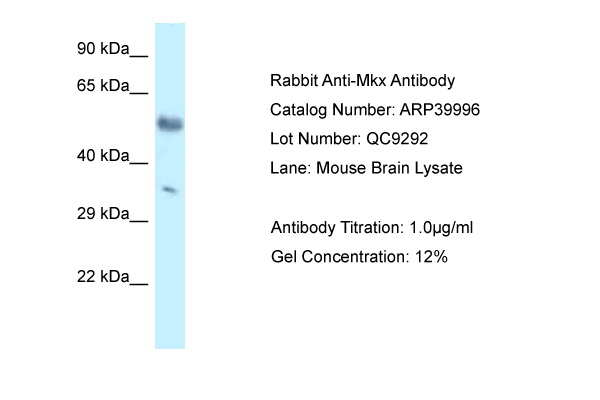 WB Suggested Anti-Mkx Antibody Titration: 1.0 ug/ml Positive Control: Mouse Brain