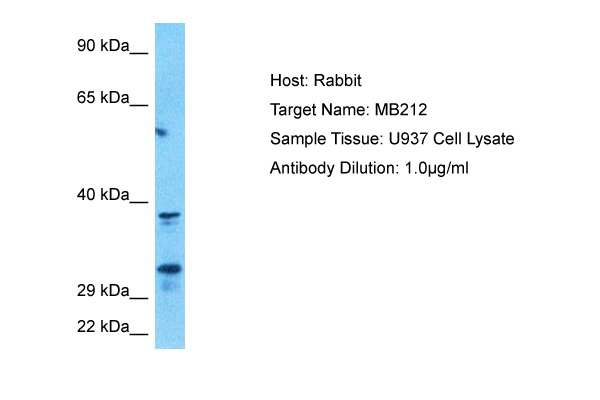 Host: Rabbit Target Name: MB212 Sample Type: U937 Whole Cell lysates Antibody Dilution: 1.0ug/ml