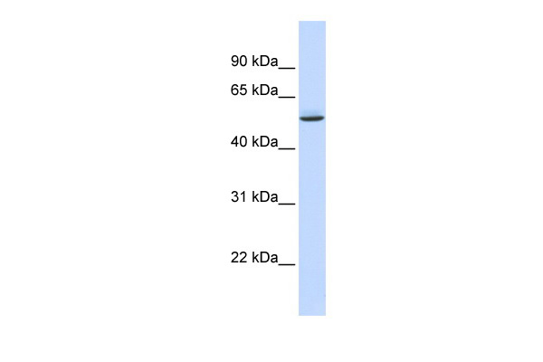 WB Suggested Anti-GTPBP10 Antibody Titration: 0.2-1 ug/ml ELISA Titer: 1:312500 Positive Control: Human Lung