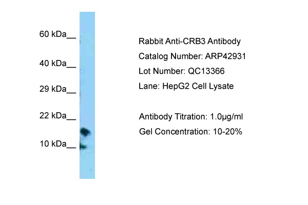WB Suggested Anti-CRB3 Antibody Titration: 1.0 ug/ml Positive Control: HepG2 Whole Cell