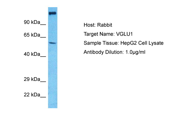 Host: Rabbit Target Name: VGLU1 Sample Type: HepG2 Whole Cell lysates Antibody Dilution: 1ug/ml