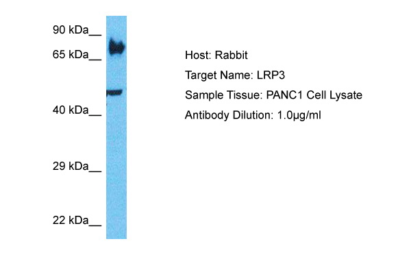 Host: Rabbit Target Name: LRP3 Sample Type: PANC1 Whole Cell lysates Antibody Dilution: 1.0ug/ml