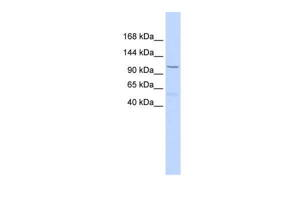 Western blot analysis of extracts of 293T cells, using TP73 antibody (TA382743) at 1:1000 dilution.|Secondary antibody: HRP Goat Anti-Rabbit IgG (H+L) at 1:10000 dilution.|Lysates/proteins: 25ug per lane.|Blocking buffer: 3% nonfat dry milk in TBST.|Detection: ECL Basic Kit .|Exposure time: 180s.