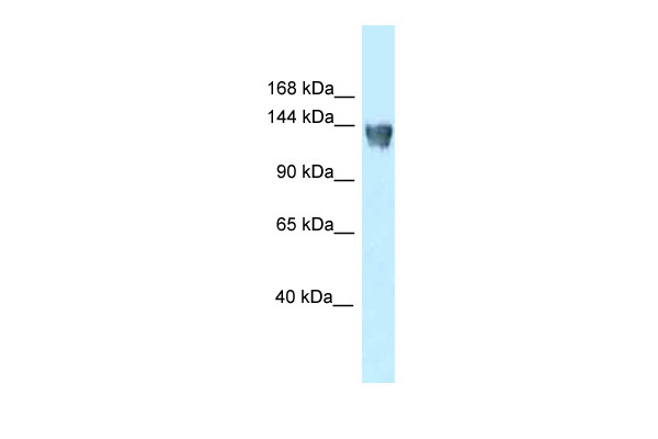 WB Suggested Anti-Xpo5 Antibody Titration: 1.0 ug/ml Positive Control: Rat Liver