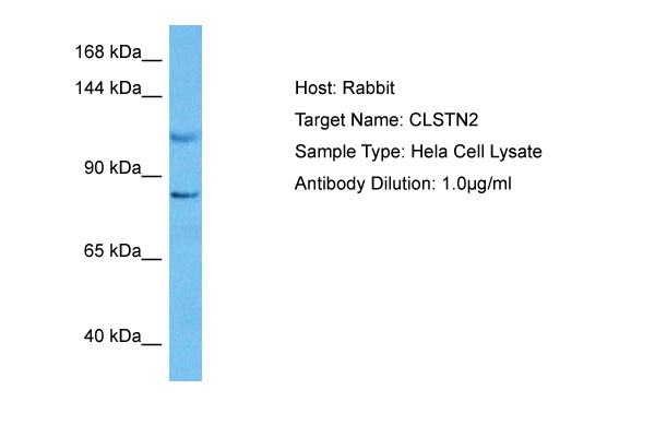Host: Rabbit Target Name: CLSTN2 Sample Tissue: Human Hela Whole Cell lysates Antibody Dilution: 1ug/ml