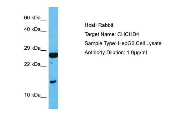 Host: Rabbit Target Name: CHCHD4 Sample Tissue: Human HepG2 Whole Cell lysates Antibody Dilution: 1ug/ml