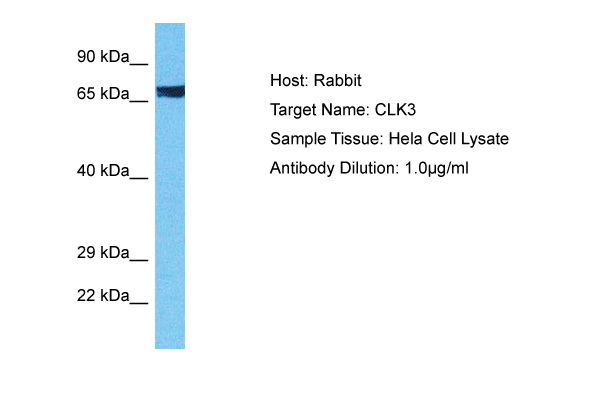 Host: Rabbit Target Name: CLK3 Sample Type: Hela Whole Cell lysates Antibody Dilution: 1.0ug/ml