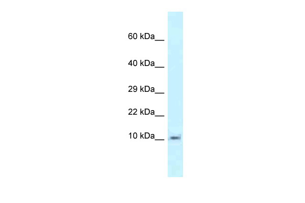 WB Suggested Anti-Mrpl55 Antibody Titration: 1.0 ug/ml Positive Control: Mouse Kidney