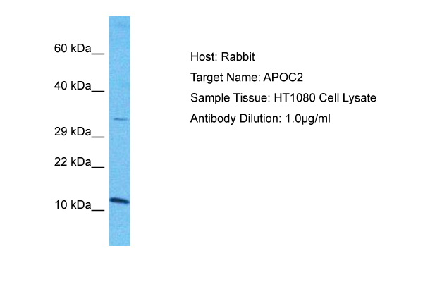 Host: Rabbit Target Name: APOC2 Sample Type: HT1080 Whole Cell lysates Antibody Dilution: 1.0ug/ml