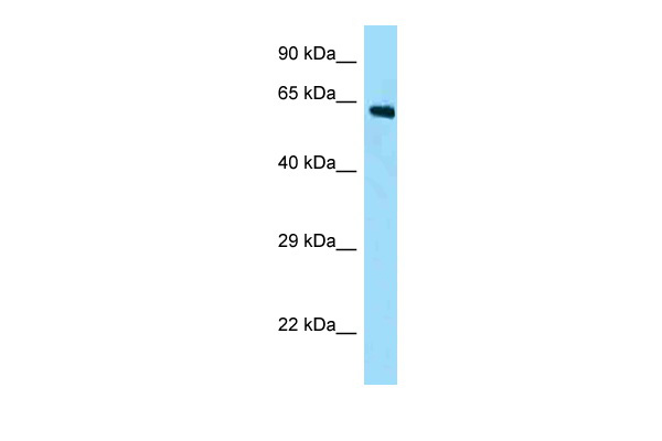WB Suggested Anti-Fam123a Antibody Titration: 1.0 ug/ml Positive Control: Mouse Kidney