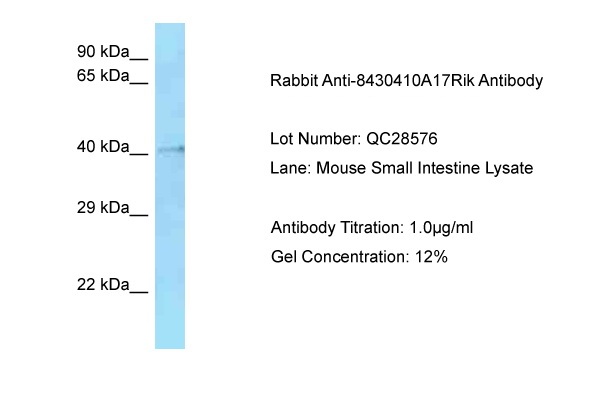 Host: Rabbit Target Name: 8430410A17Rik Sample Type: Mouse Small Intestine Antibody Dilution: 1.0ug/ml