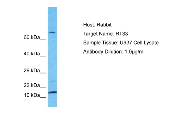 Host: Rabbit Target Name: RT33 Sample Type: U937 Whole Cell lysates Antibody Dilution: 1.0ug/ml