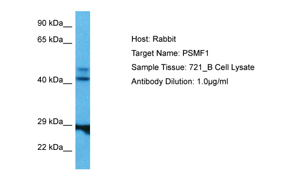 ELISA: RAB22A Antibody