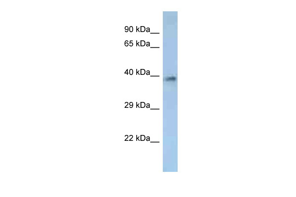 WB Suggested Anti-OR2M2 Antibody Titration: 1.0 ug/ml Positive Control: THP-1 Whole Cell