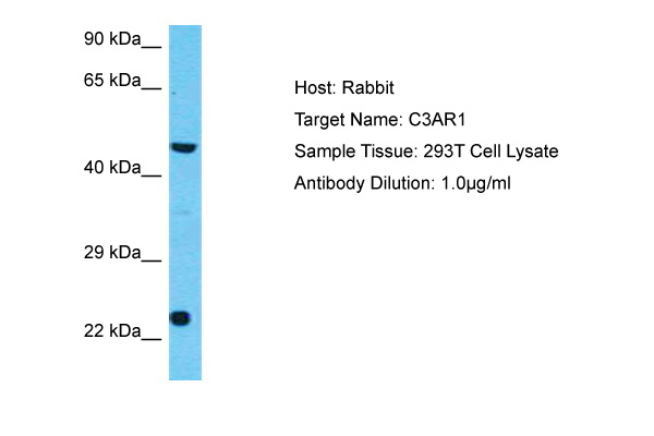 Host: Rabbit Target Name: C3AR1 Sample Type: 293T Whole Cell lysates Antibody Dilution: 1.0ug/ml