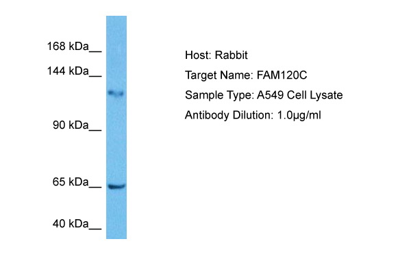 Host: Rabbit Target Name: FAM120C Sample Tissue: Human A549 Whole Cell lysates Antibody Dilution: 2ug/ml