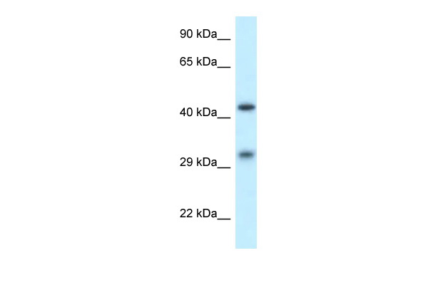 WB Suggested Anti-SCARB2 Antibody Titration: 1.0 ug/ml Positive Control: THP-1 Whole Cell