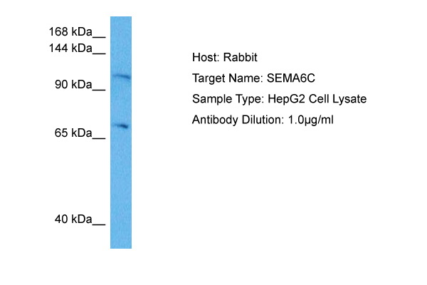 Host: Rabbit Target Name: SEMA6C Sample Tissue: Human HepG2 Whole Cell lysates Antibody Dilution: 1ug/ml
