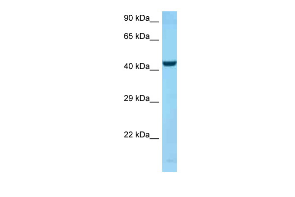 WB Suggested Anti-SPOCK2 Antibody Titration: 1.0 ug/ml Positive Control: U937 Whole Cell