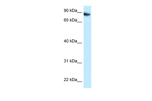 WB Suggested Anti-FAM129B Antibody Titration: 1.0 ug/ml Positive Control: HepG2 Whole Cell