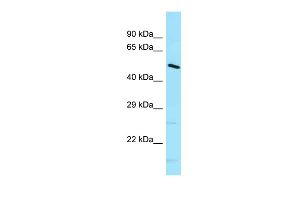 WB Suggested Anti-Dnajc21 Antibody Titration: 1.0 ug/ml Positive Control: Mouse Small Intestine
