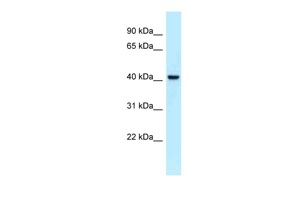 WB Suggested Anti-NECAB2 Antibody Titration: 1.0 ug/ml Positive Control: Fetal Heart