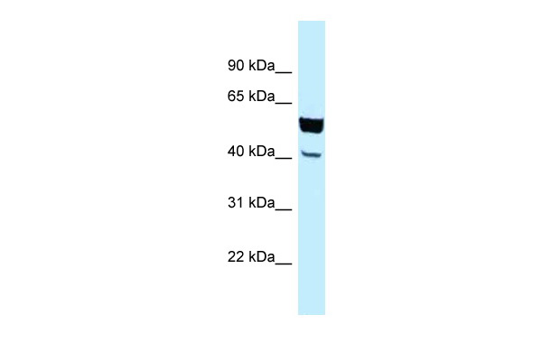 WB Suggested Anti-NECAB2 Antibody Titration: 1.0 ug/ml Positive Control: HepG2 Whole Cell