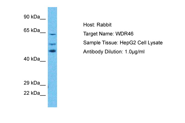 Host: Rabbit Target Name: WDR46 Sample Type: HepG2 Whole Cell lysates Antibody Dilution: 1.0ug/ml