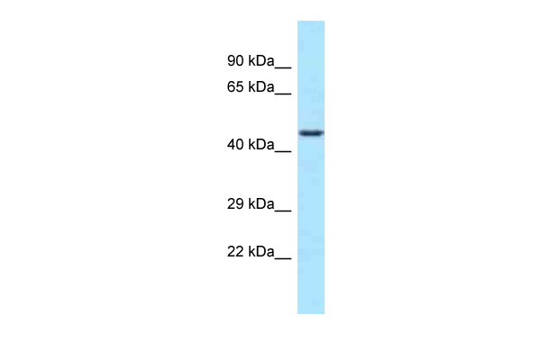 WB Suggested Anti-WDR74 Antibody Titration: 1.0 ug/ml Positive Control: 721_B Whole CellWDR74 is strongly supported by BioGPS gene expression data to be expressed in Human 721_B cells