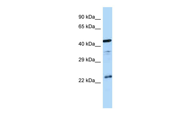WB Suggested Anti-AVPR1B Antibody Titration: 1.0 ug/ml Positive Control: Fetal Brain