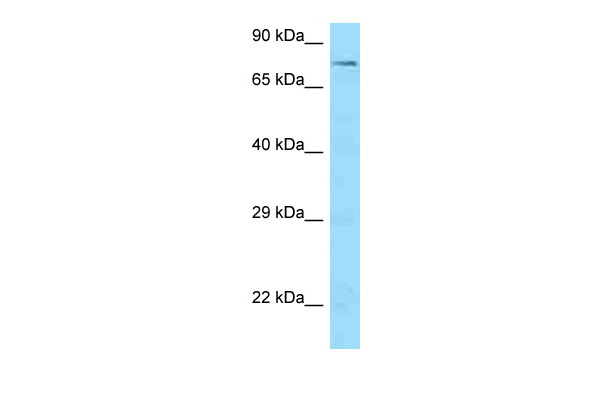 WB Suggested Anti-SCAI Antibody Titration: 1.0 ug/ml Positive Control: HCT15 Whole Cell