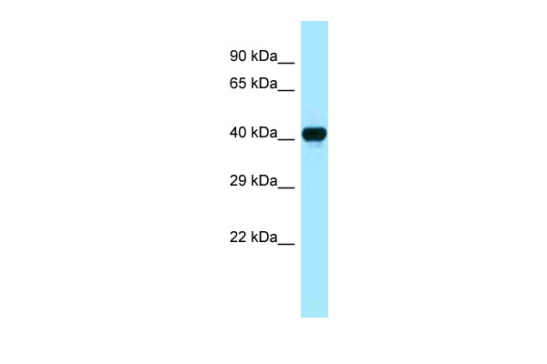 WB Suggested Anti-CKB Antibody Titration: 1.0 ug/ml Positive Control: Fetal Heart