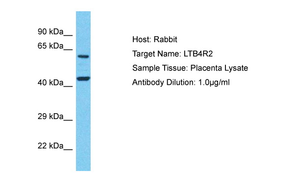 Host: Rabbit Target Name: LTB4R2 Sample Type: Placenta lysates Antibody Dilution: 1.0ug/ml