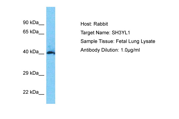 Host: Rabbit Target Name: SH3YL1 Sample Type: Fetal Lung lysates Antibody Dilution: 1.0ug/ml